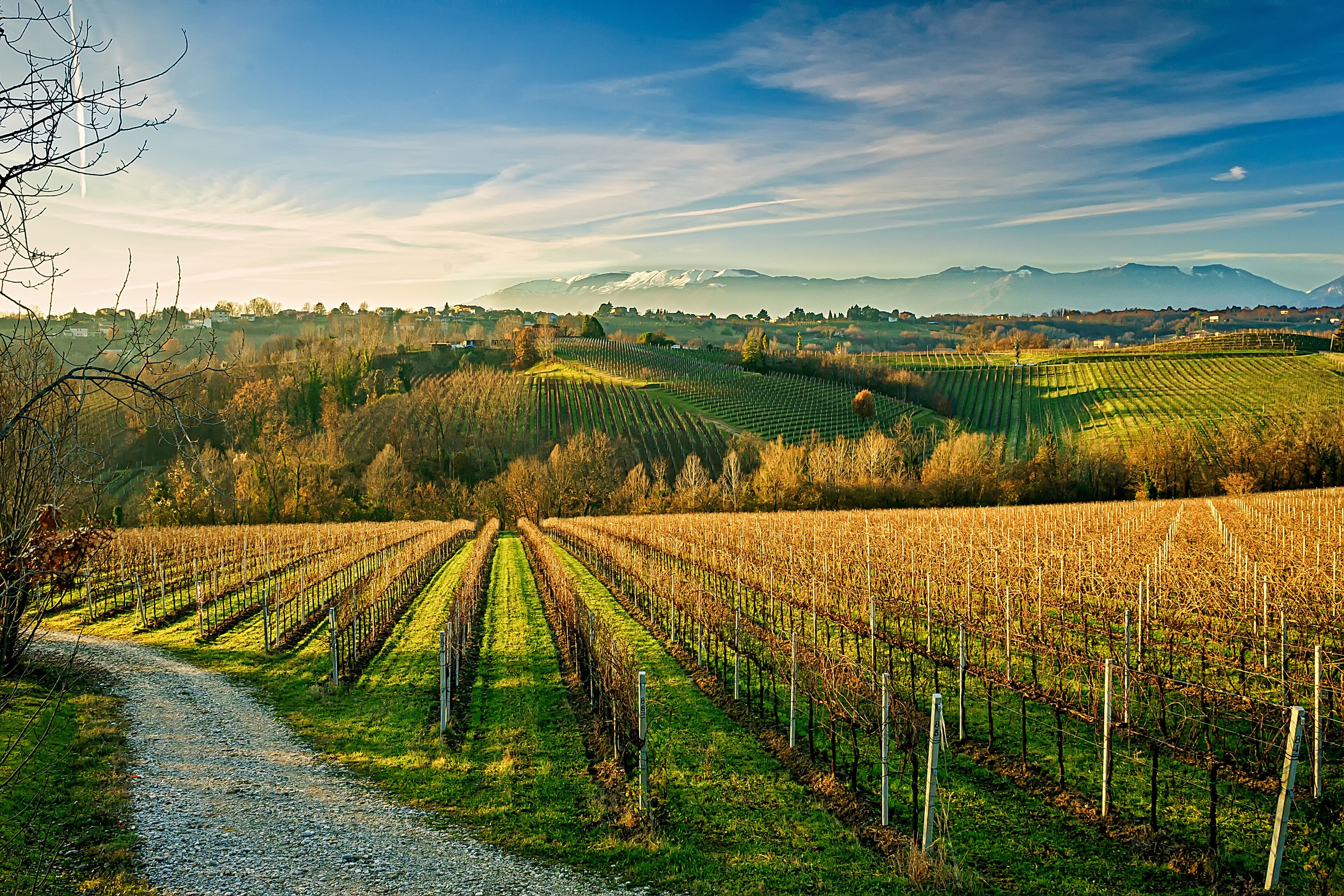 A vineyard with rows of grapevines, a gravel path, and a mountainous backdrop.