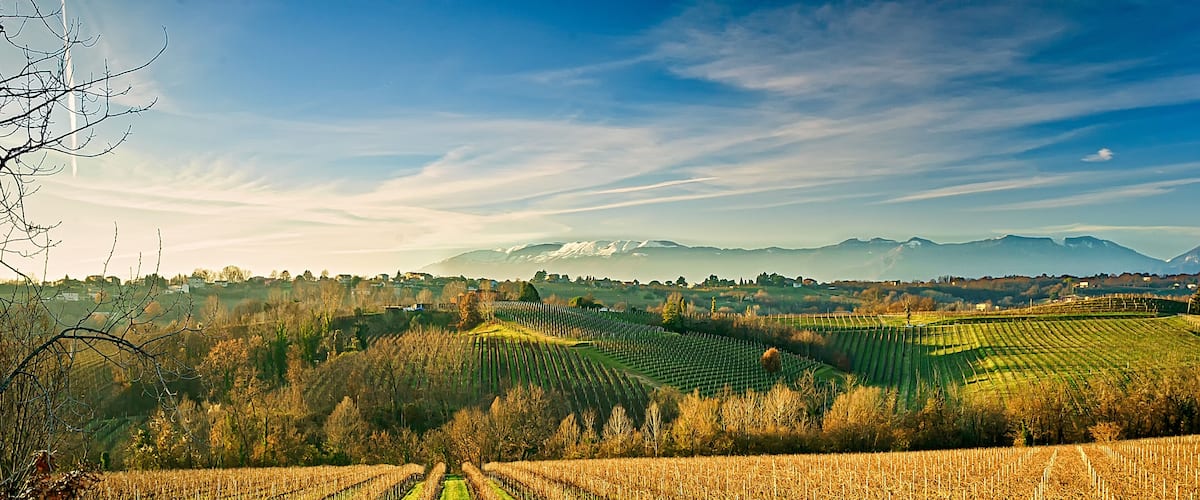 A vineyard with rows of grapevines, a gravel path, and a mountainous backdrop.