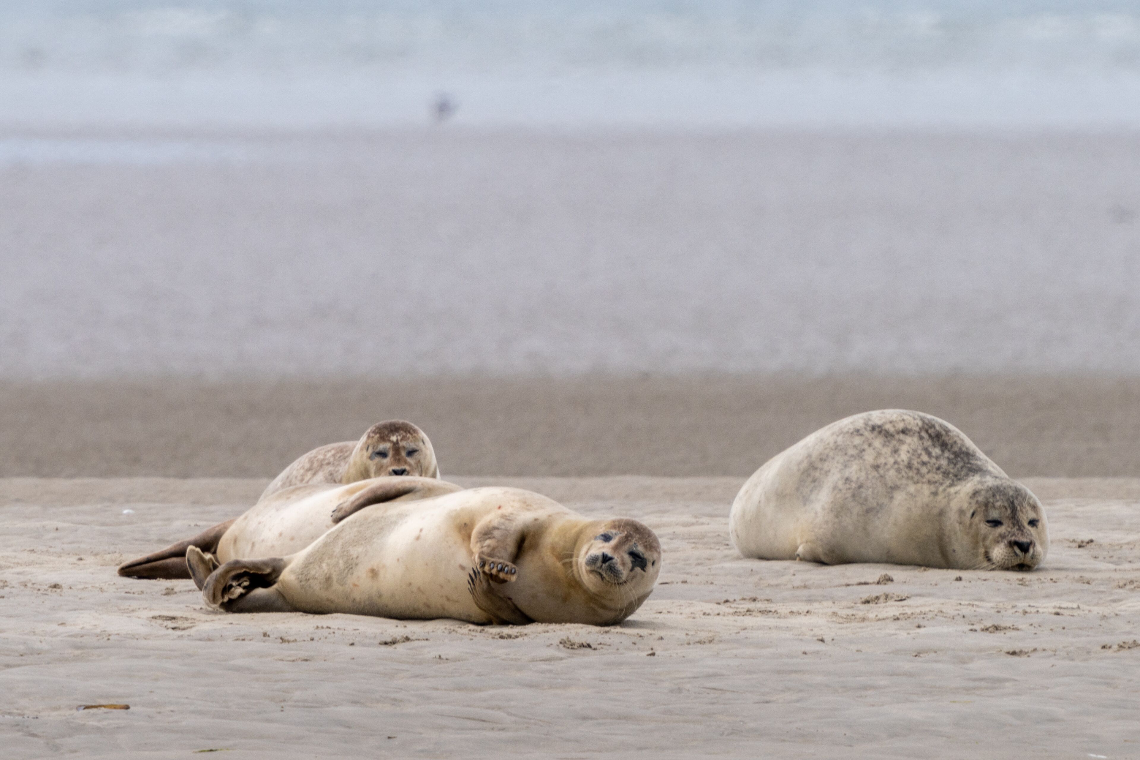 close up view of common seals on the sand bank of Galgerev on Fano Island in western Denmark