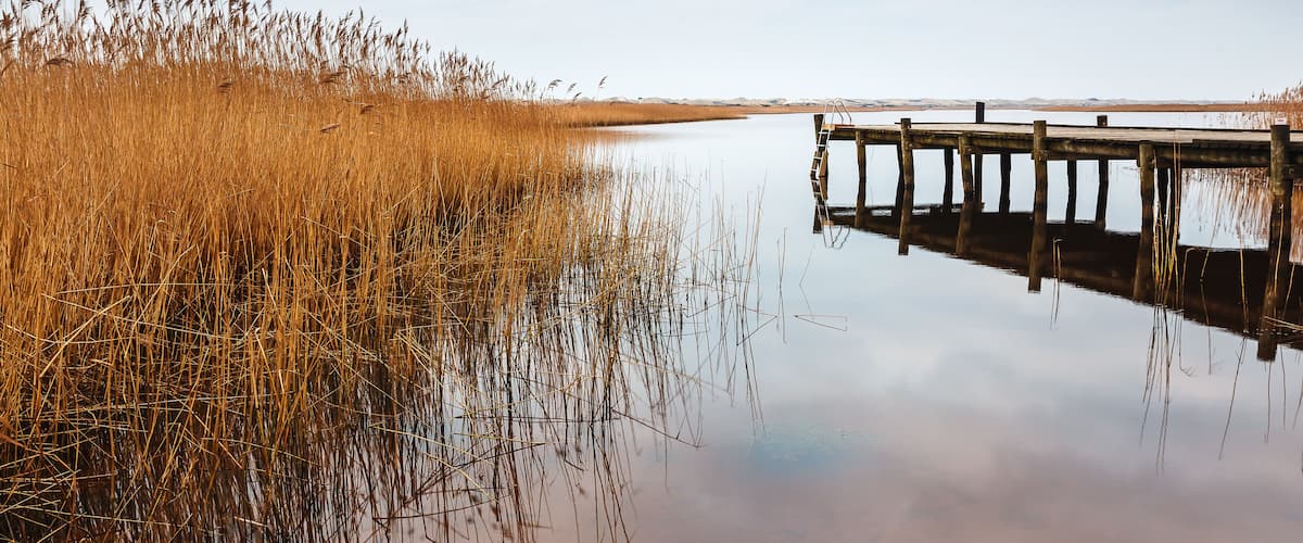 A calm lake with tall reeds on the left and a wooden dock extending into the water on the right.