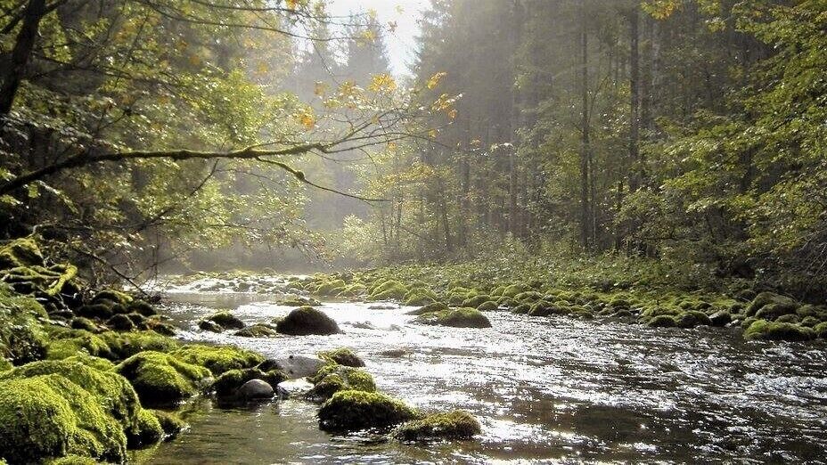 In the south of Belgium (Wallonia) you can find many picturesque rivers. Some of them are very popular for kayaking (Lesse, Ourthe, Semois, Amblève...).
Photo: the "Schwarzbach" at the Belgian-German border. #River