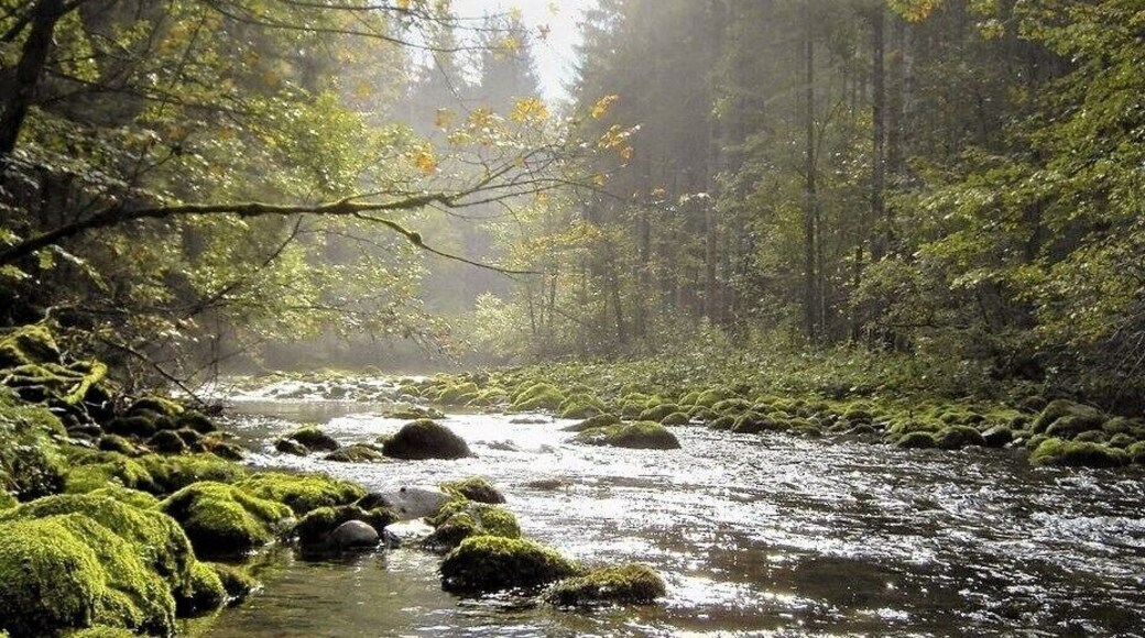 In the south of Belgium (Wallonia) you can find many picturesque rivers. Some of them are very popular for kayaking (Lesse, Ourthe, Semois, Amblève...).
Photo: the "Schwarzbach" at the Belgian-German border. #River