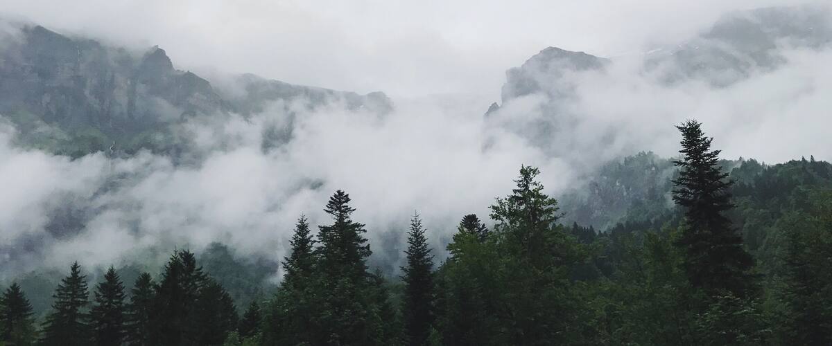 A forested mountain range with dense fog covering the peaks.
