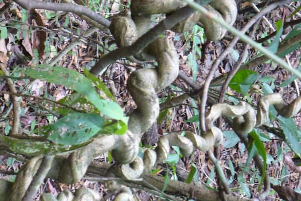 Anyone know the name of these trees?