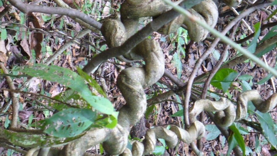 Anyone know the name of these trees?