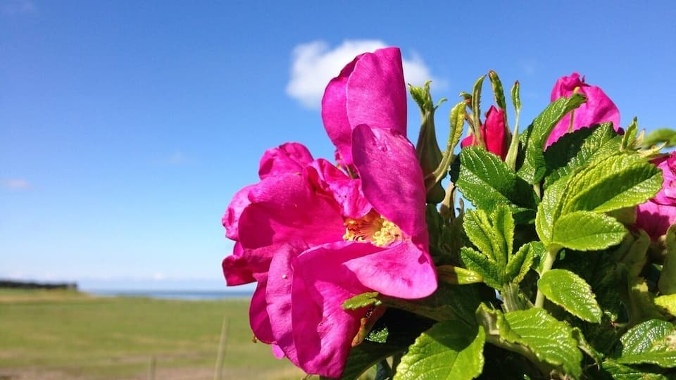 Beautiful Danish island near Germany