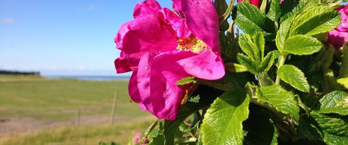 Vibrant pink flowers with green leaves against a clear blue sky.