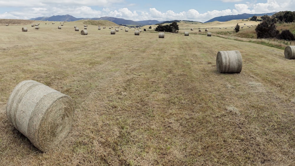 Hay bales dot a vast field, stretching towards distant hills. A peaceful rural scene. Ngamahango, Taihape, Hawke's Bay, New Zealand