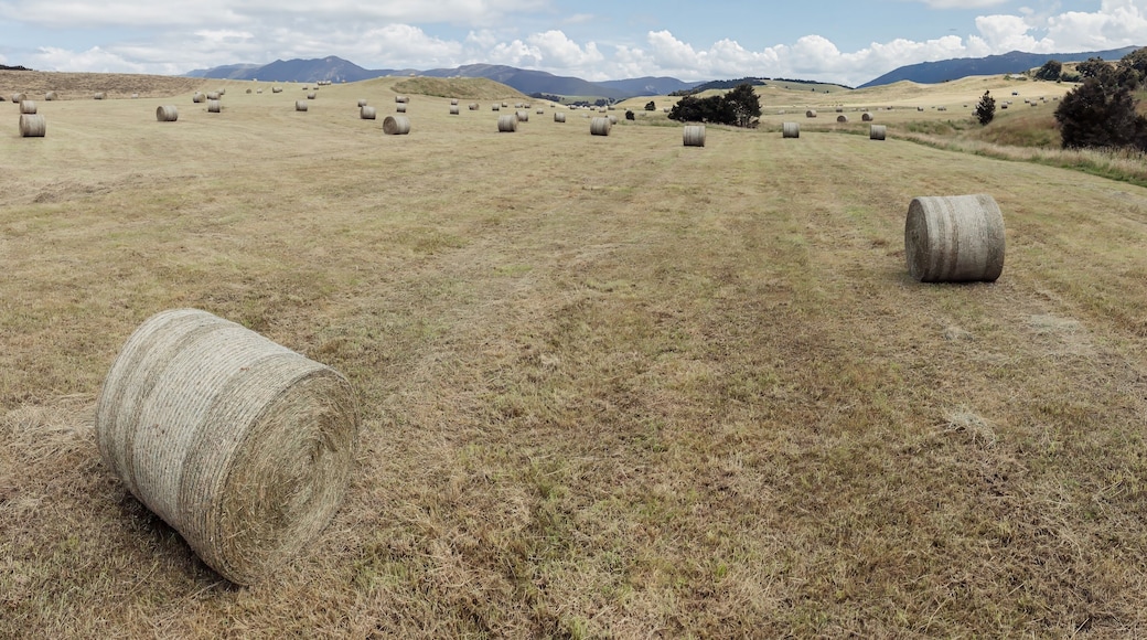 Hay bales dot a vast field, stretching towards distant hills. A peaceful rural scene. Ngamahango, Taihape, Hawke's Bay, New Zealand