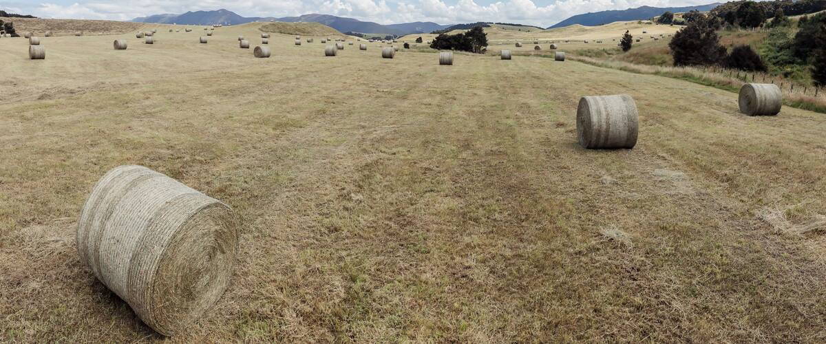Hay bales dot a vast field, stretching towards distant hills. A peaceful rural scene. Ngamahango, Taihape, Hawke's Bay, New Zealand