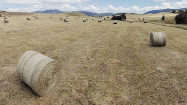Hay bales dot a vast field, stretching towards distant hills. A peaceful rural scene. Ngamahango, Taihape, Hawke's Bay, New Zealand