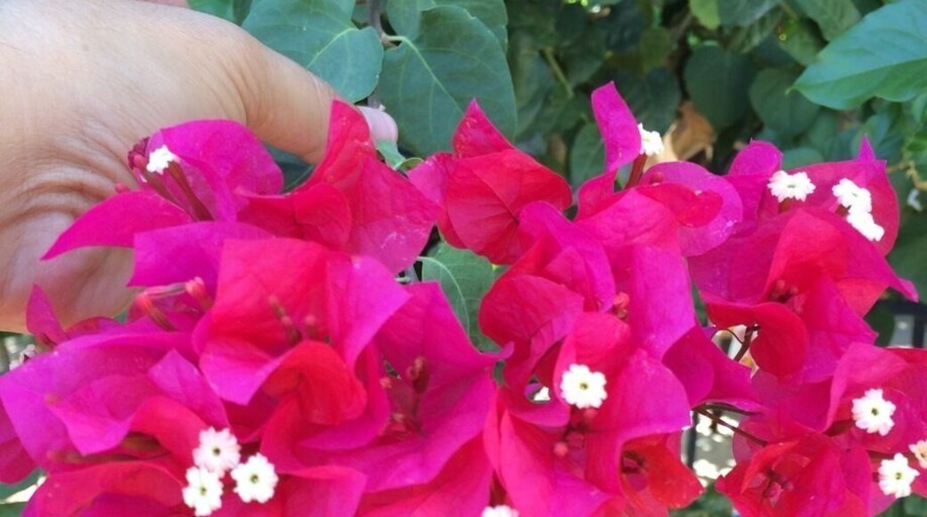 Begonvilla ; one of most beautiful flower in Agean sea coast ; Bodrum