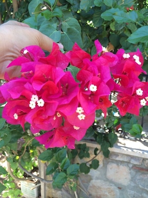 Begonvilla ; one of most beautiful flower in Agean sea coast ; Bodrum