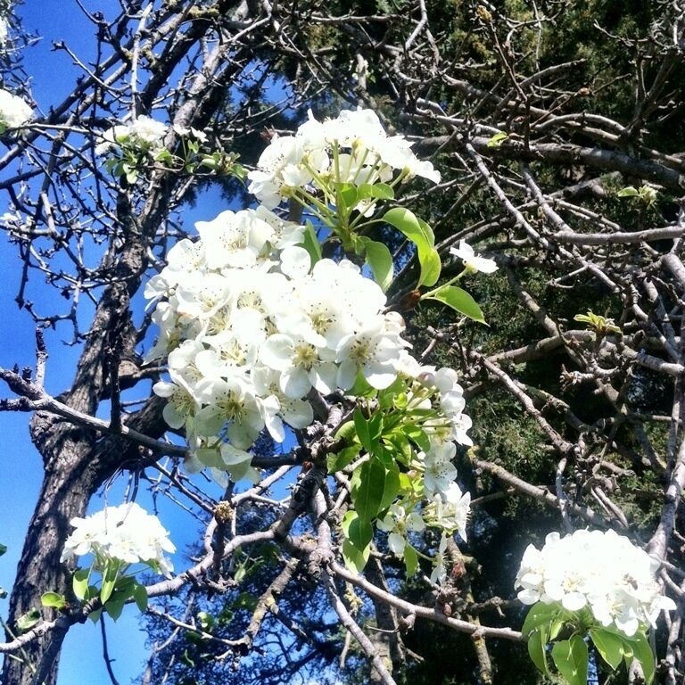 Pear tree flowers in Bodrum spring 