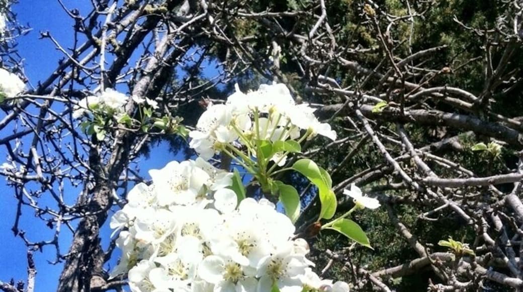 Pear tree flowers in Bodrum spring