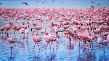 Um grande grupo de flamingos rosa em águas rasas.