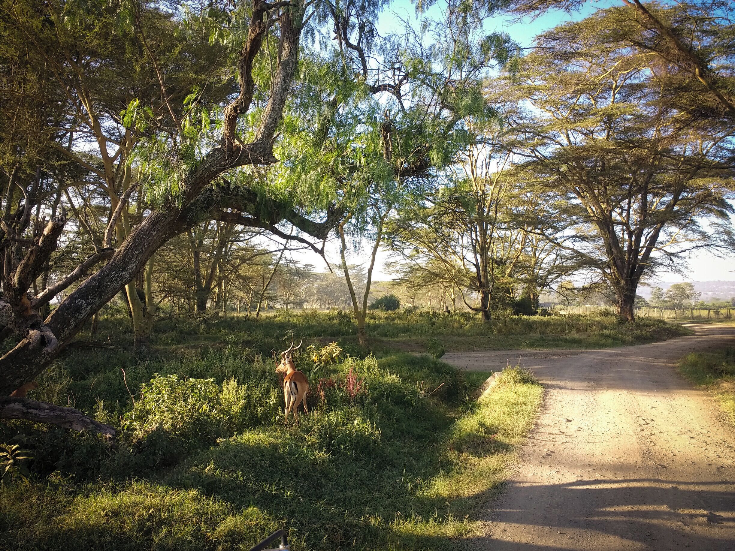 My favourite park from all those seen in Kenya. There's something mystical in the morning light here and in the road that takes you to the water.

P.S. Lake Nakuru experiences-- 
https://bit.ly/3auyweP