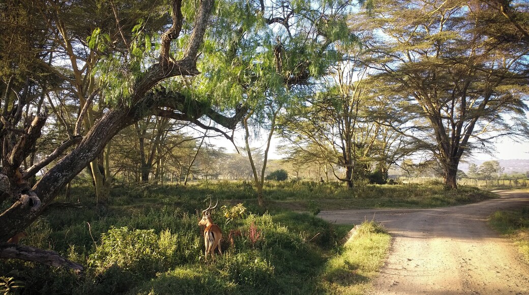 My favourite park from all those seen in Kenya. There's something mystical in the morning light here and in the road that takes you to the water.
P.S. Lake Nakuru experiences--
https://bit.ly/3auyweP