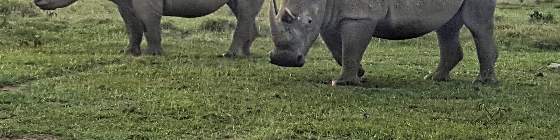 Two rhinos in a grassy field with a cloudy sky and distant mountains.