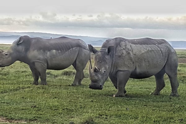 Deux rhinocéros dans un champ d’herbe, sous un ciel nuageux, avec des montagnes qui se dessinent à l’horizon.