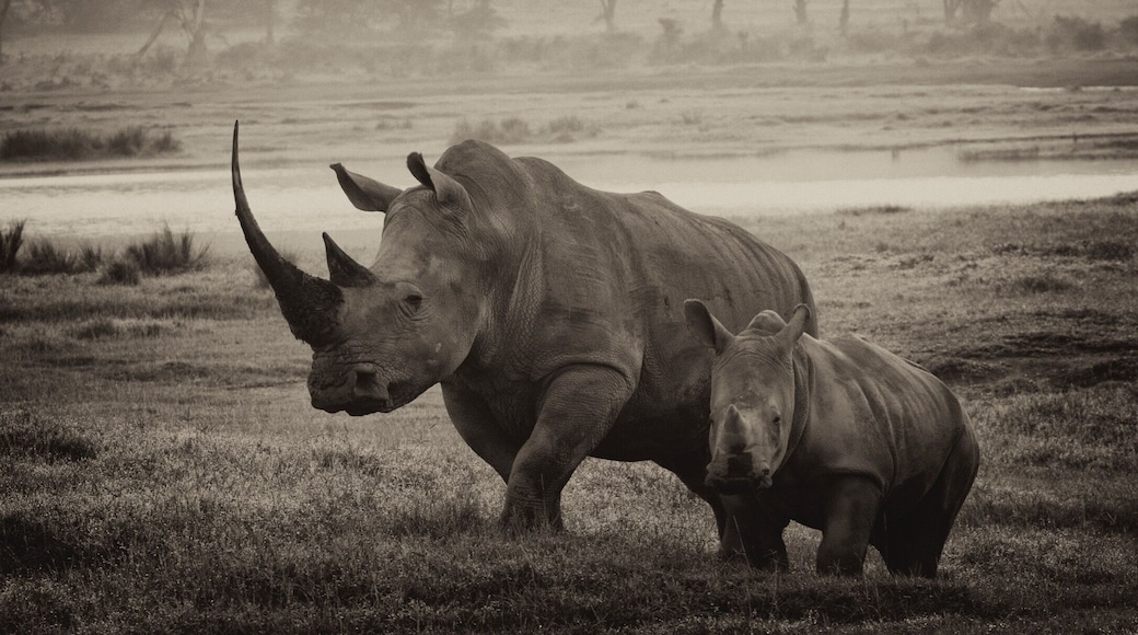 After a wonderful trip to Masai Mara we took a small detour to go to Lake Nakuru to see their famed white rhinos. We were not disappointed. Here is the endangered species with its young calf making it an extra special moment. I think sepia rendition works best for this beautiful animal.
#wildlife photo contest