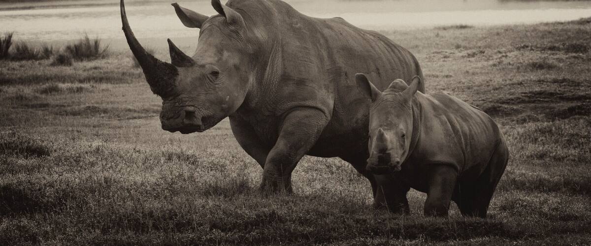 After a wonderful trip to Masai Mara we took a small detour to go to Lake Nakuru to see their famed white rhinos. We were not disappointed. Here is the endangered species with its young calf making it an extra special moment. I think sepia rendition works best for this beautiful animal.
#wildlife photo contest