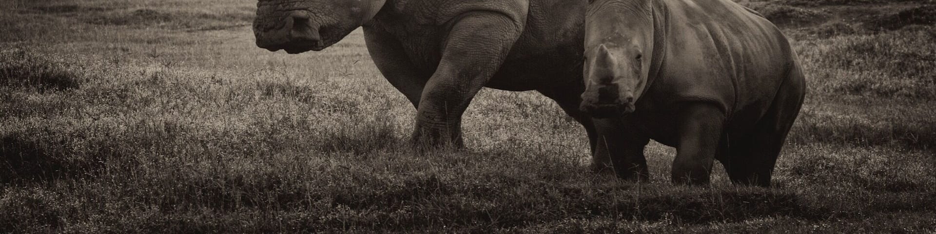 After a wonderful trip to Masai Mara we took a small detour to go to Lake Nakuru to see their famed white rhinos. We were not disappointed. Here is the endangered species with its young calf making it an extra special moment. I think sepia rendition works best for this beautiful animal.
#wildlife photo contest
