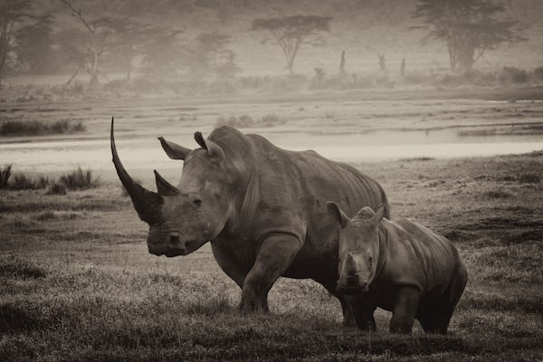 After a wonderful trip to Masai Mara we took a small detour to go to Lake Nakuru to see their famed white rhinos. We were not disappointed. Here is the endangered species with its young calf making it an extra special moment. I think sepia rendition works best for this beautiful animal.
#wildlife photo contest