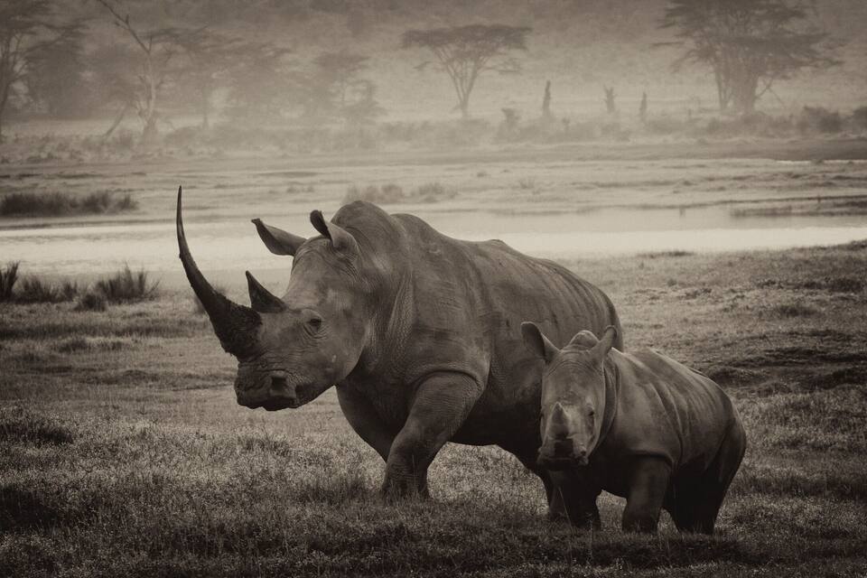 A rhinoceros in a grassy field with trees in the background.
