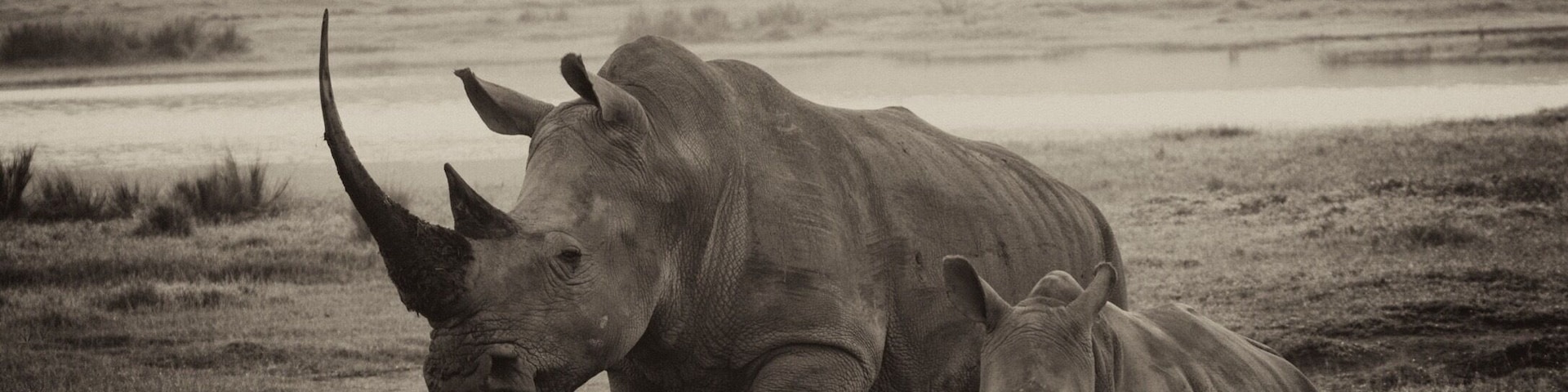 After a wonderful trip to Masai Mara we took a small detour to go to Lake Nakuru to see their famed white rhinos. We were not disappointed. Here is the endangered species with its young calf making it an extra special moment. I think sepia rendition works best for this beautiful animal.
#wildlife photo contest