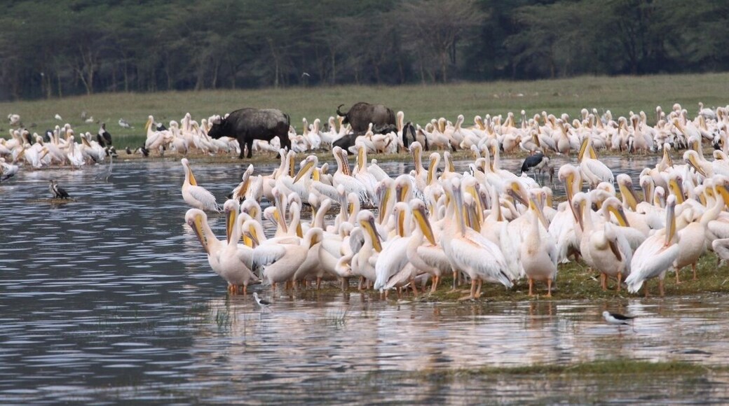 Not as many animals as in Serengeti, but still nice!