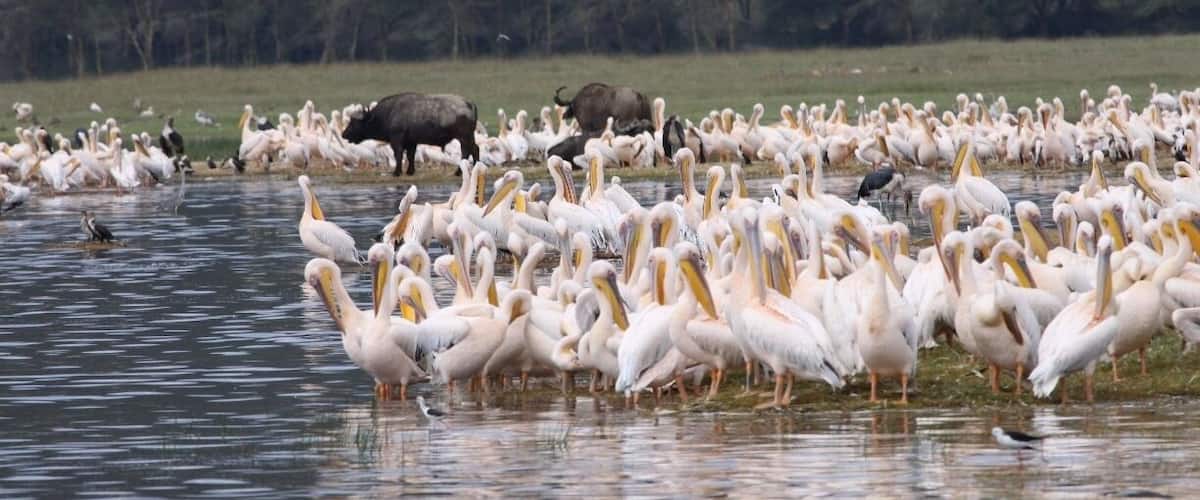 Not as many animals as in Serengeti, but still nice!