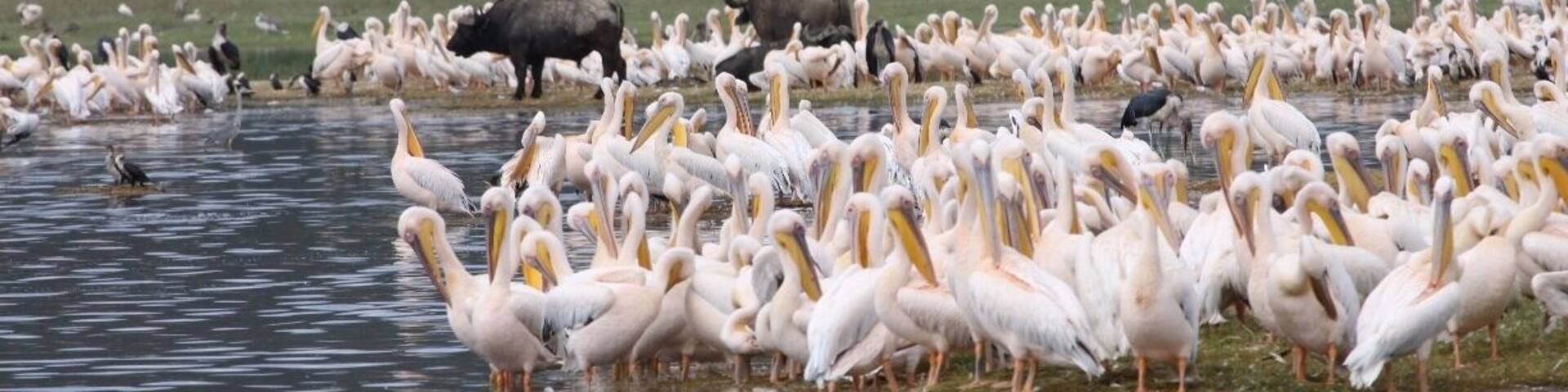 A large flock of white pelicans gathered by a body of water, with a backdrop of trees and a few buffalo in the distance.