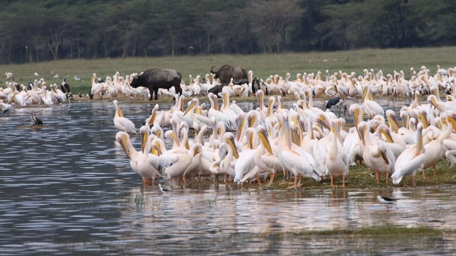 Not as many animals as in Serengeti, but still nice!