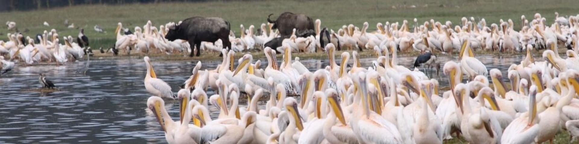 Not as many animals as in Serengeti, but still nice!