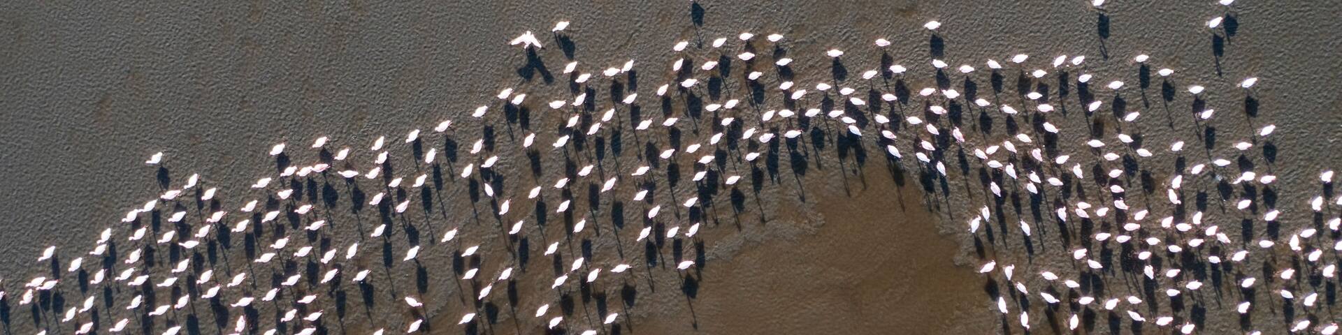 A large flock of flamingo congregate on Lake Nakuru, seen from a