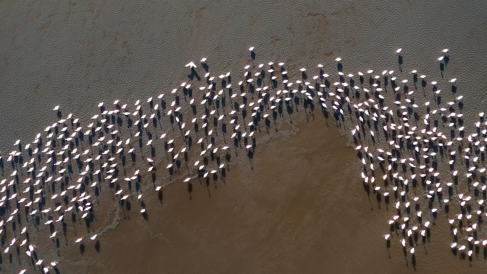 A large group of people standing in a semi-circular formation on a sandy beach.