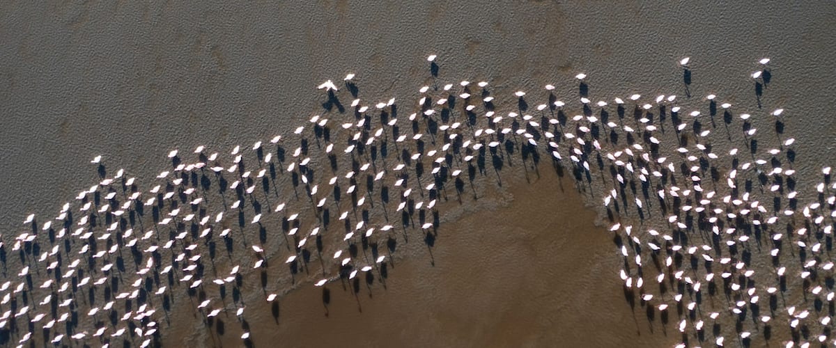 A large group of people standing in a semi-circular formation on a sandy beach.