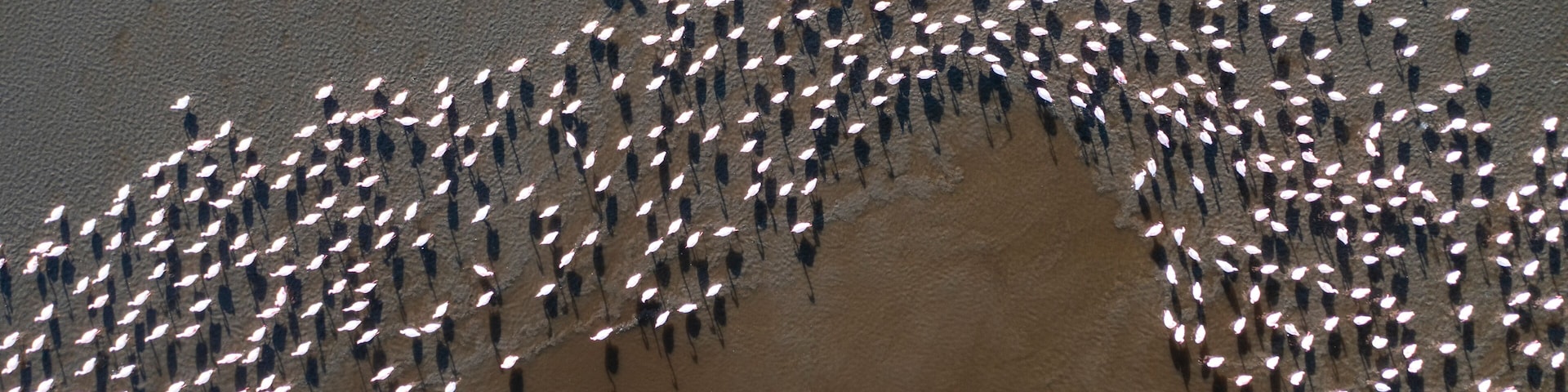 A large group of people standing in a semi-circular formation on a sandy beach.