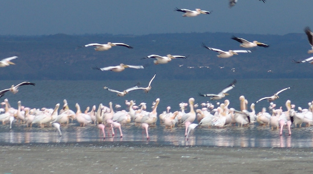 Pelekans and flamingo!