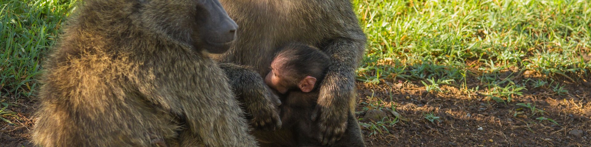 Um babuíno com seu filhote em chão de terra, com grama ao fundo.