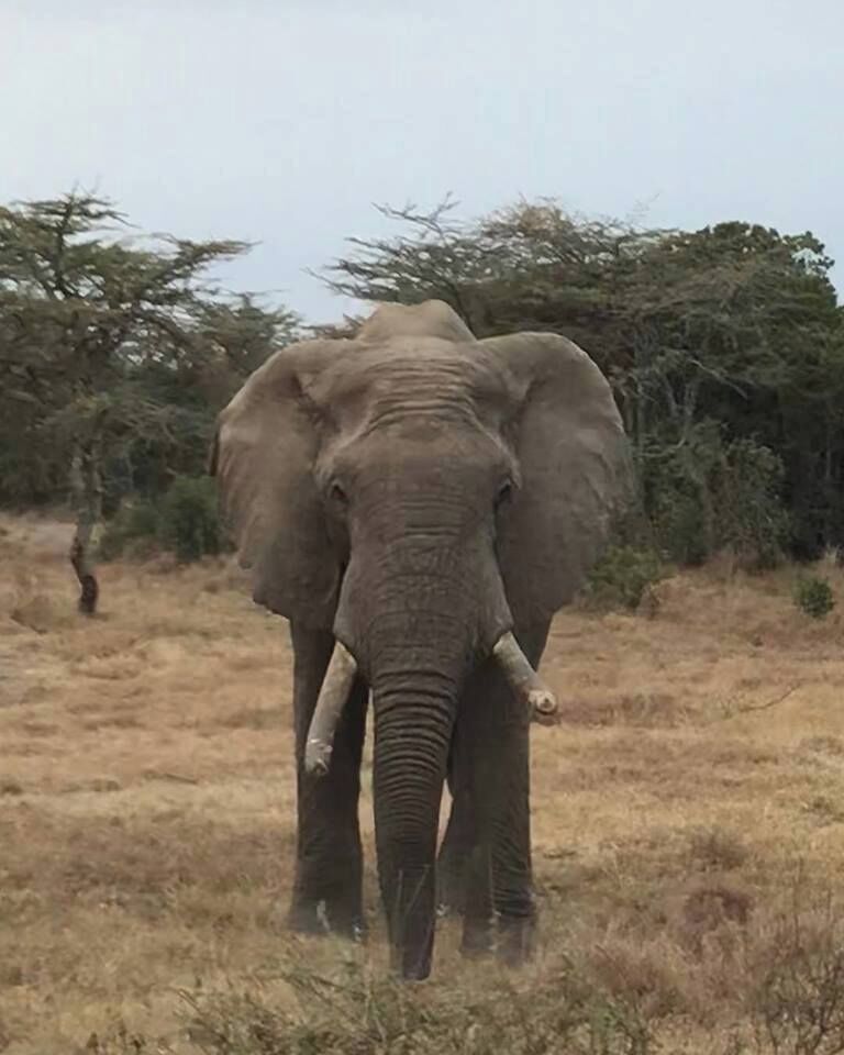 Ein Elefant in einer trockenen Graslandschaft mit vereinzelten Bäumen im Hintergrund.