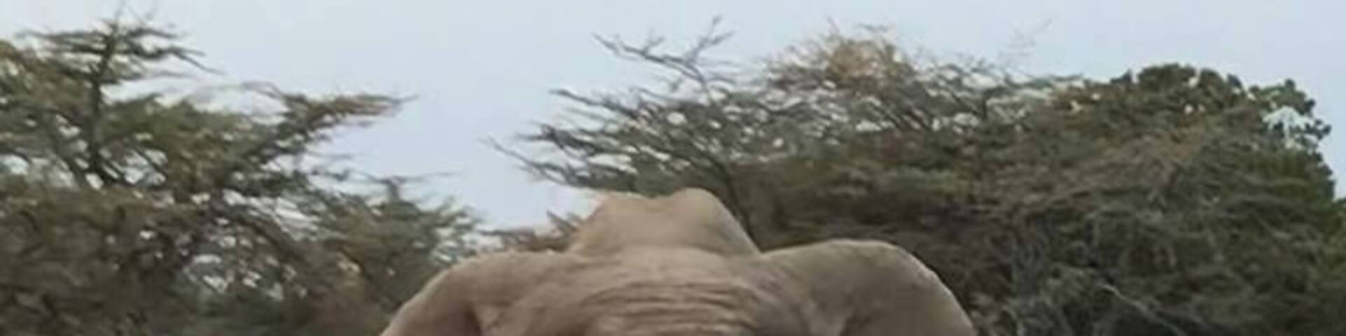 An elephant in a dry grassland with sparse trees in the background.