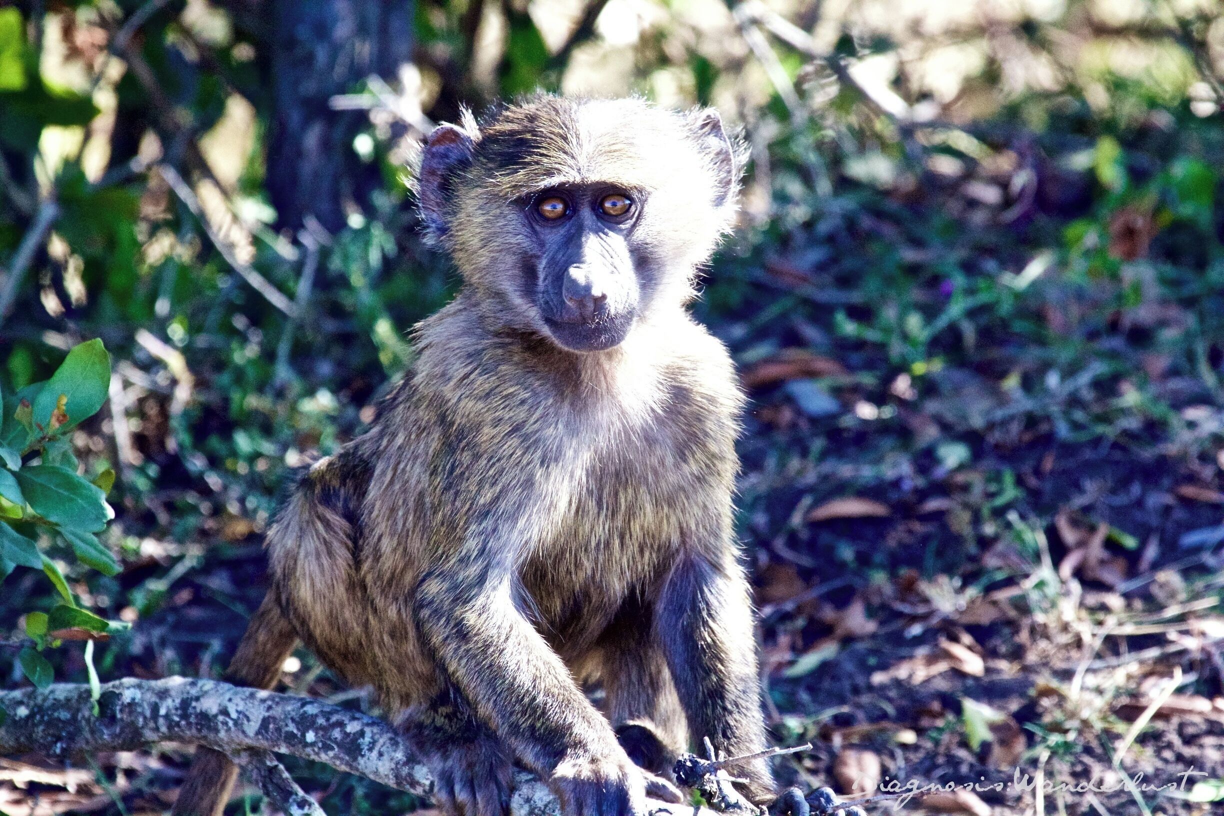 While on safari in Ol Pejeta Conservancy in Kenya, we came across a large baboon family. Young baboons were swinging from tree branches, hiding in the bushes, and curiously observing us, while the parental baboons kept close watch.  This photogenic baboon sat still and stared at us for the longest time with those piercing golden brown eyes.  Before long, he too was off running and playing and dangling in the trees with his brothers and sisters and cousins.  Our own little baboons (the safari kids) were soon hanging from the inside of the safari vehicle mimicking their acrobatic skills.  It was a treat to watch them all playing and having fun.

Click the link in bio to view  Photo of the Day series as well as our blog for more travel inspiration!

#WhyILoveKenya #MagicalKenya #ExpertAfrica #OlPejeta #SweetwatersTentedCamp #SerenaHotels #Kenya #Rhino #Laikipia #Travel #TravelBlogger #FamilyTravelBlogger #Safari #SafariwithKids #SafariwithLittles #TravelwithLittles #TravelwithKids #FunwithKids #FunwithLittles #WeRoam #GlobalKids #InstaTBN #Summer4IGers #diagnosiswanderlust #Wanderlust #wander #Baboon #diagnosiswanderlust