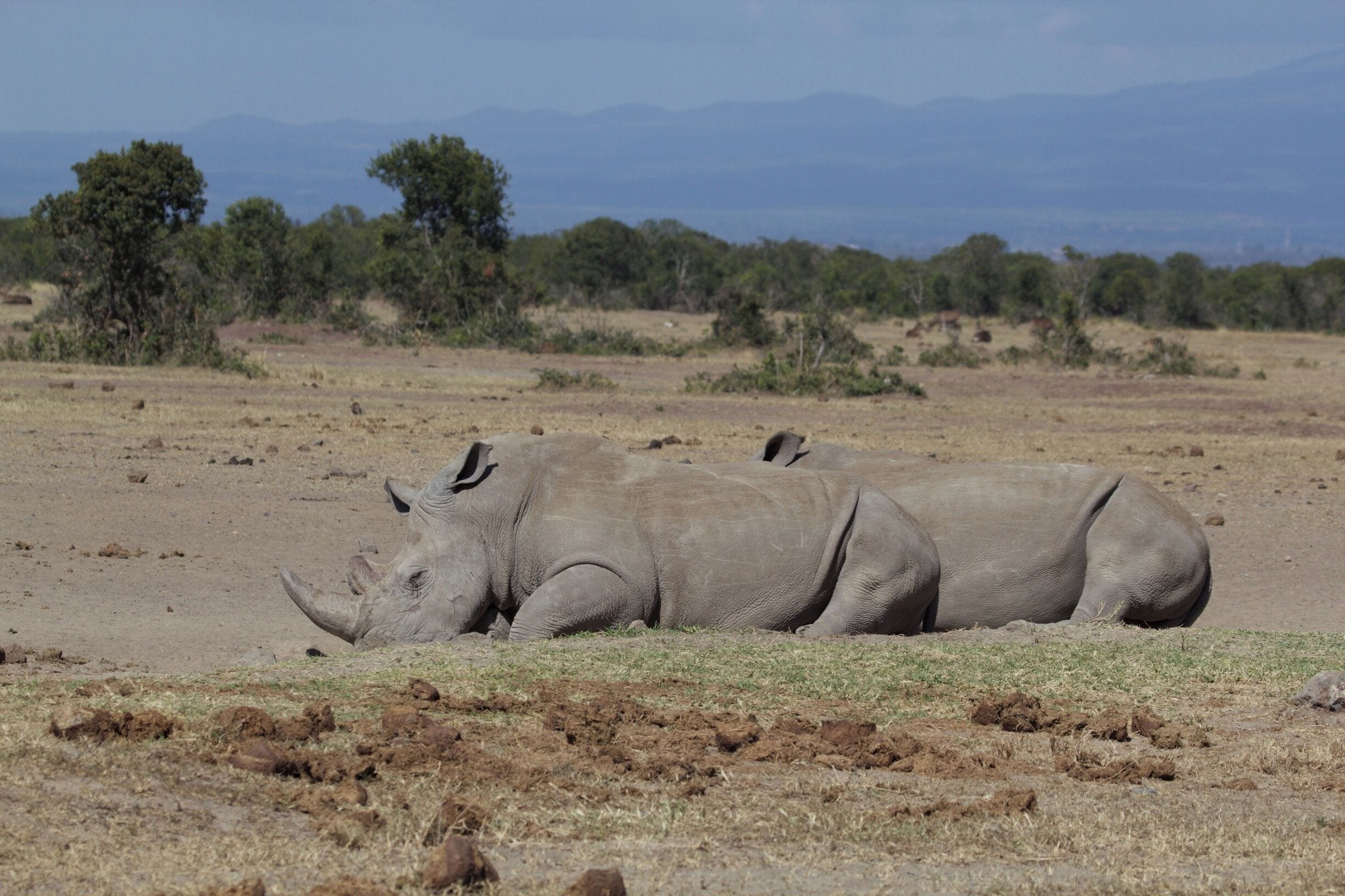 After a long drink at the swim up bar, I mean watering hole, these two rhino decided to take a snooze right in front of our tent.  Man, I wish I had the forethought to get Mt. Kenya in the background of this shot...  It's just a wee bit off to the right! 
 
#worldrhinoday #savetherhinos #saynotorhinohorn #MagicalKenya #MakeItKenya #wildlife #nature #conservation #AfricanAmazing #InstaNature #worthmorealive #rhinoconservation #olpejeta #olpejetarhinos #stoppoaching #rhinos#whyIloveKenya #giraffe #serenahotels