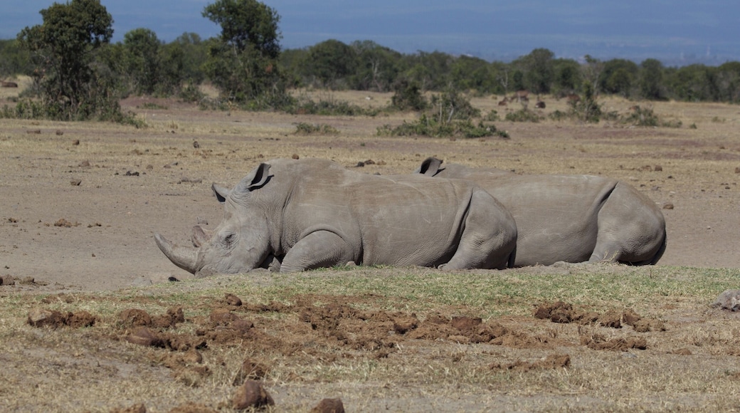 After a long drink at the swim up bar, I mean watering hole, these two rhino decided to take a snooze right in front of our tent. Man, I wish I had the forethought to get Mt. Kenya in the background of this shot... It's just a wee bit off to the right!
#worldrhinoday #savetherhinos #saynotorhinohorn #MagicalKenya #MakeItKenya #wildlife #nature #conservation #AfricanAmazing #InstaNature #worthmorealive #rhinoconservation #olpejeta #olpejetarhinos #stoppoaching #rhinos#whyIloveKenya #giraffe #serenahotels