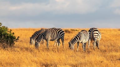 Nanyuki