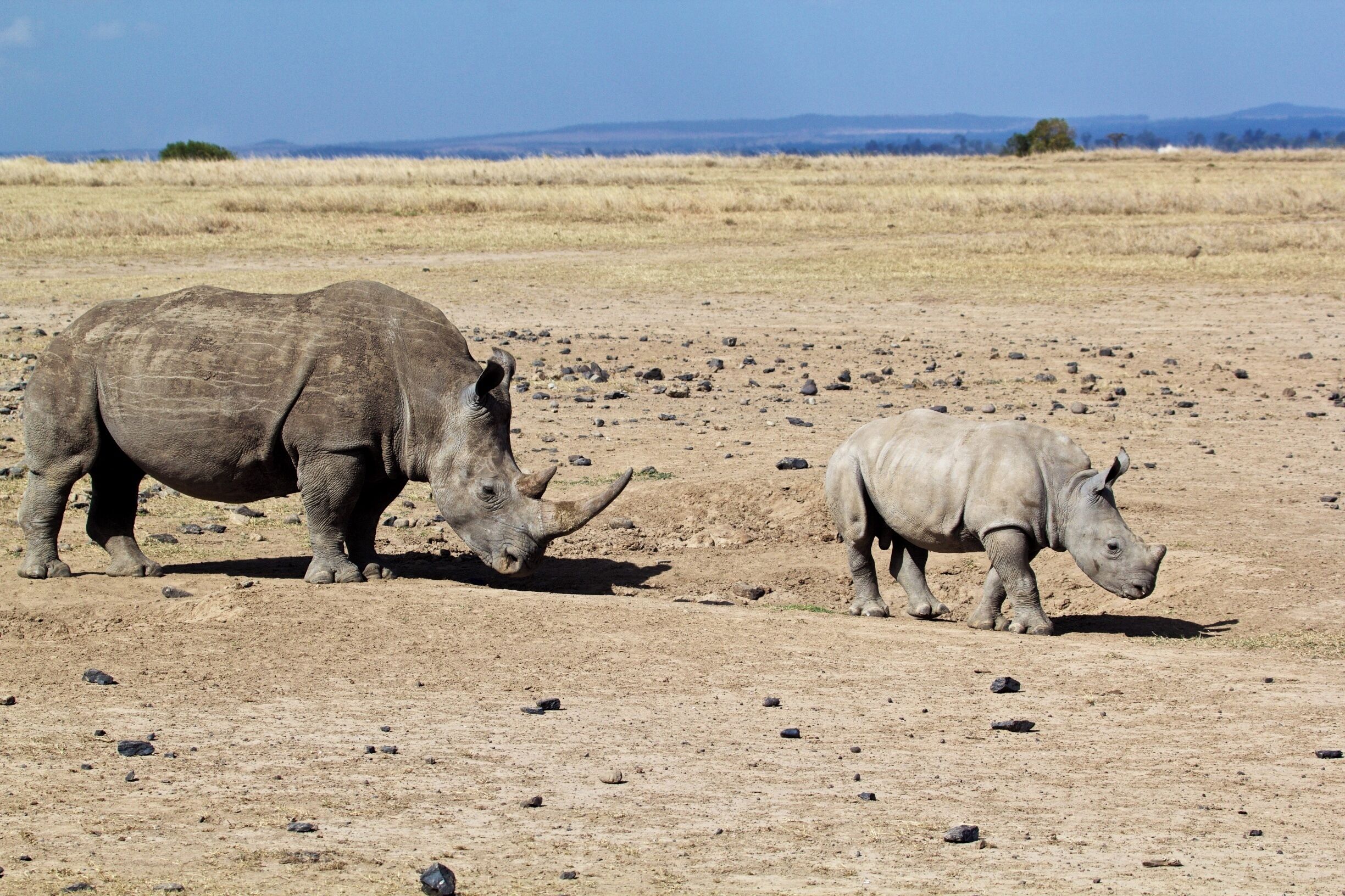 Baby wants to be the line leader today!  

#worldrhinoday #savetherhinos #saynotorhinohorn #MagicalKenya #MakeItKenya #wildlife #nature #conservation #AfricanAmazing #InstaNature #worthmorealive #rhinoconservation #olpejeta #olpejetarhinos #stoppoaching #rhinos#whyIloveKenya #giraffe #serenahotels
