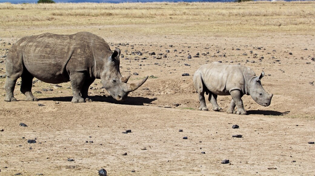 Baby wants to be the line leader today!
#worldrhinoday #savetherhinos #saynotorhinohorn #MagicalKenya #MakeItKenya #wildlife #nature #conservation #AfricanAmazing #InstaNature #worthmorealive #rhinoconservation #olpejeta #olpejetarhinos #stoppoaching #rhinos#whyIloveKenya #giraffe #serenahotels