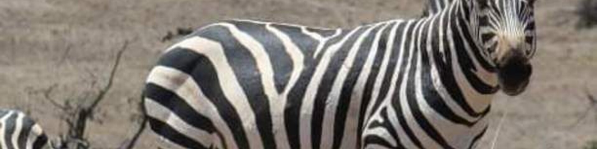 #OnTheRoad
😍😍
Beautiful animal I got to see up close 😎
Who is ready to take a fabulous Safari trip with me?